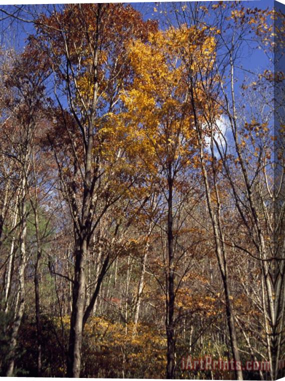 Raymond Gehman Stand of Partially Denuded Trees And Others with Clinging Autumn Hues Stretched Canvas Painting / Canvas Art