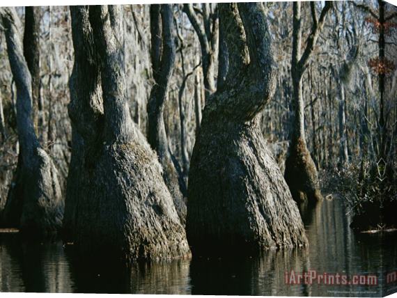 Raymond Gehman Stand of Tupelo Gum Trees in a Swampy Flooded Forest Stretched Canvas Print / Canvas Art