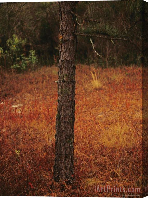 Raymond Gehman Standing Long Leaf Pine Tree with Wire Grass And Fallen Autumn Leaves Near Lake Waccamaw Stretched Canvas Painting / Canvas Art