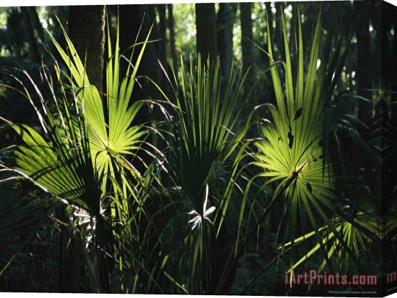 Raymond Gehman Sundappled Cabbage Palms Stretched Canvas Print / Canvas Art