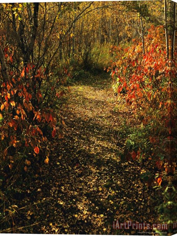 Raymond Gehman Sunlight Filters Onto a Path in Woods Stretched Canvas Print / Canvas Art