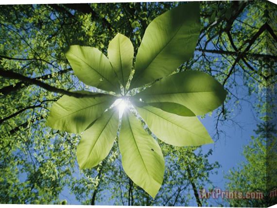 Raymond Gehman Sunlight Filters Through The Leaves of an Umbrella Tree Stretched Canvas Painting / Canvas Art