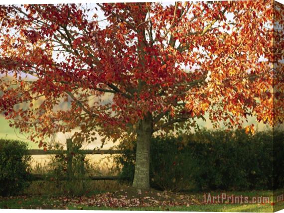 Raymond Gehman Sunlight on a Maple Tree in Fall Foliage Stretched Canvas Painting / Canvas Art