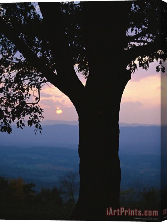 Raymond Gehman Sunset And Silhouetted Oak Over The Shenandoah Valley Dickeys Ridge Visitors Center Stretched Canvas Painting / Canvas Art
