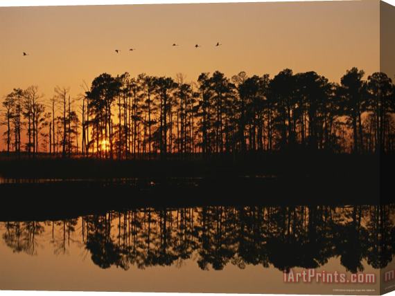 Raymond Gehman Sunset Behind Loblolly Pines on a Tidal Marsh Stretched Canvas Print / Canvas Art