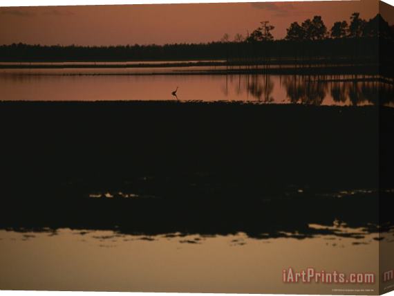 Raymond Gehman Sunset Behind Loblolly Pines on a Tidal Marsh with a Great Blue Heron Stretched Canvas Print / Canvas Art