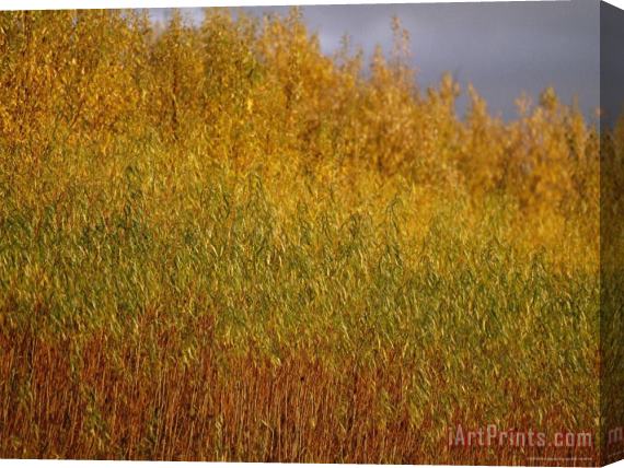 Raymond Gehman Sunset Illuminates The Autumn Colors of Willow Trees Stretched Canvas Painting / Canvas Art