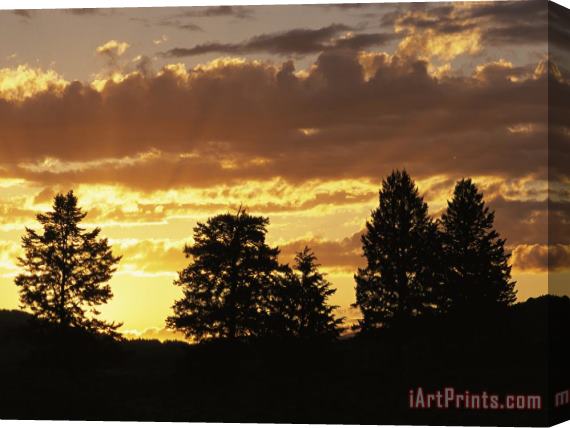 Raymond Gehman Sunset Over Lamar Valley with Silhouetted Evergreens Stretched Canvas Print / Canvas Art