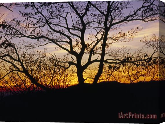 Raymond Gehman Sunset Through Silhouetted Trees Stretched Canvas Print / Canvas Art