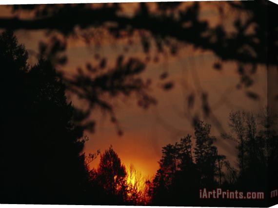 Raymond Gehman Sunset Through Trees at Daniel Boone National Forest Stretched Canvas Print / Canvas Art