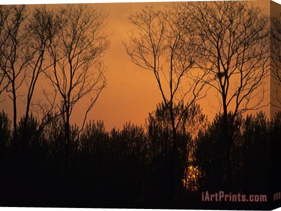 Raymond Gehman Sunset Through Trees by Bohai Sea Qinhuangdao Hebei Province Stretched Canvas Print / Canvas Art