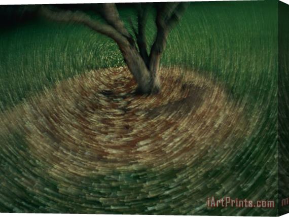 Raymond Gehman Swirls of Light Around a Tree Trunk Stretched Canvas Painting / Canvas Art