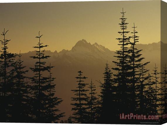 Raymond Gehman Tall Fir Trees Are Silhouetted Against a Snowy Mountain Range Stretched Canvas Print / Canvas Art