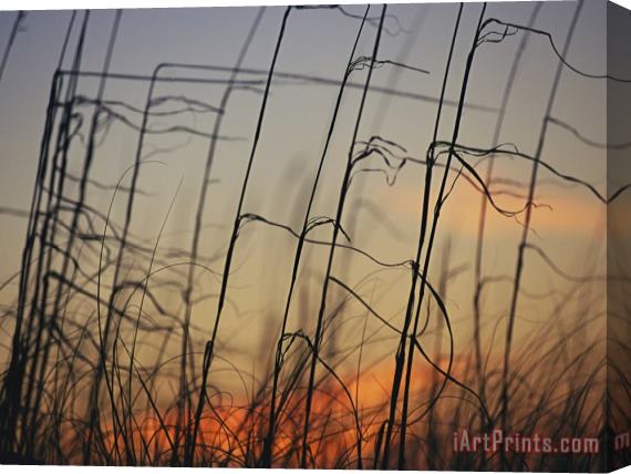 Raymond Gehman Tall Grasses Blowing in The Wind at Twilight Stretched Canvas Print / Canvas Art