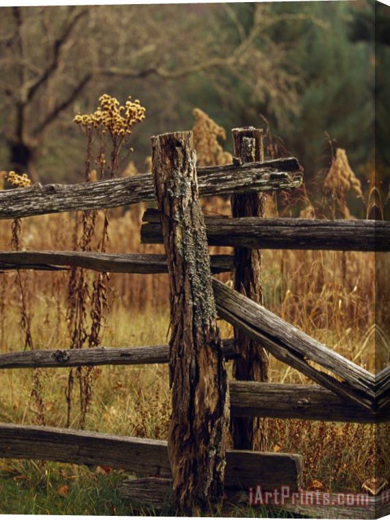 Raymond Gehman Tall Weeds in Autumn Brown Along a Split Rail Fence Stretched Canvas Painting / Canvas Art