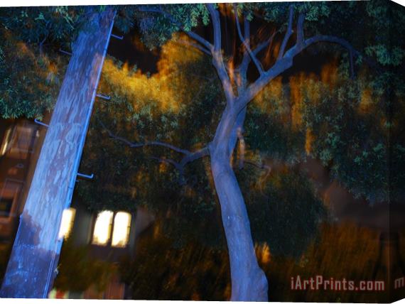 Raymond Gehman Telephone Pole And Tree Along a City Street at Night in San Francisco Stretched Canvas Print / Canvas Art