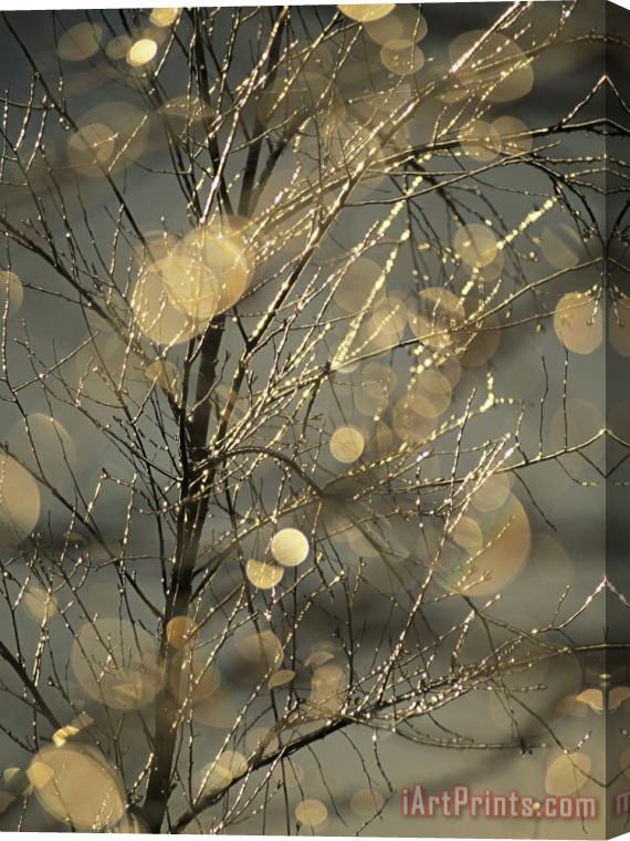 Raymond Gehman The Frozen Branches of a Small Birch Tree Sparkle in The Sunlight Waynesboro Pennsylvania Stretched Canvas Painting / Canvas Art