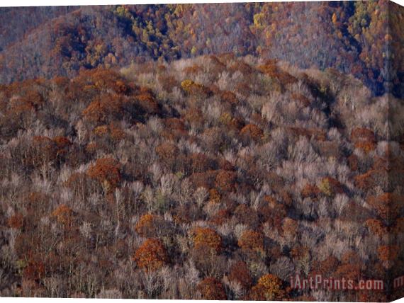 Raymond Gehman The Highlands of Roan Mountain in Cherokee National Forest Stretched Canvas Print / Canvas Art