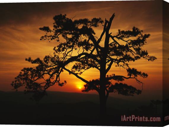 Raymond Gehman The Silhouette of a Pine Tree on Ravens Roost Overlook Stretched Canvas Painting / Canvas Art