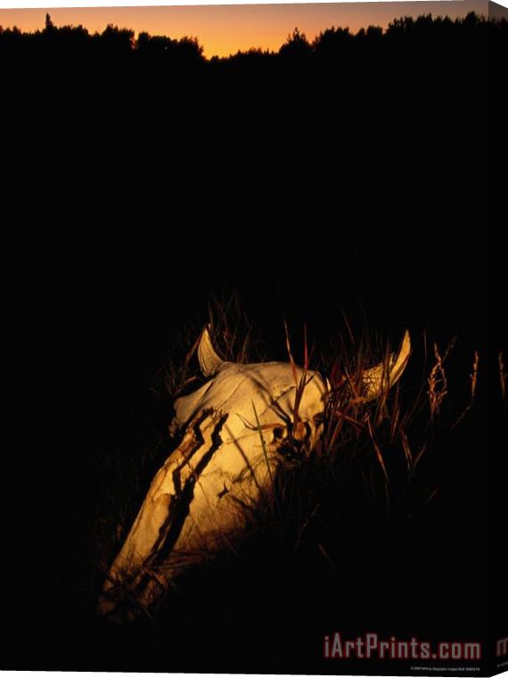Raymond Gehman The Skull of a Buffalo Highlighted by a Shaft of Light Stretched Canvas Print / Canvas Art