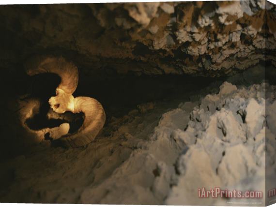 Raymond Gehman The Skull of a Dall's Sheep Wedged in an Igloo Cave Crevice Stretched Canvas Print / Canvas Art