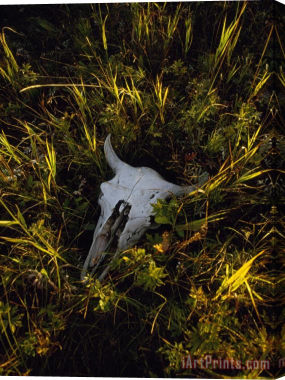 Raymond Gehman The Sun Glows on a Bleached Bison Skull Laying in The Grass Stretched Canvas Print / Canvas Art