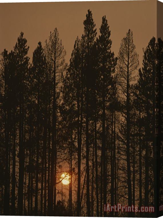 Raymond Gehman The Sun Sets Behind a Smoke Choked Wood of Lodgepole Pines Stretched Canvas Print / Canvas Art