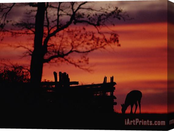 Raymond Gehman The Sunset Silhouettes a White Tailed Deer Near a Fence Stretched Canvas Print / Canvas Art