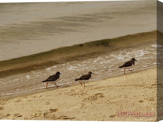 Raymond Gehman Three Sandpipers Walking at Surf's Edge Stretched Canvas Print / Canvas Art