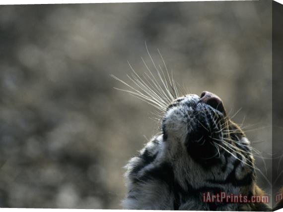 Raymond Gehman Tiger Nose And Whiskers Qinhuangdao Zoo Hebei Province China Stretched Canvas Print / Canvas Art