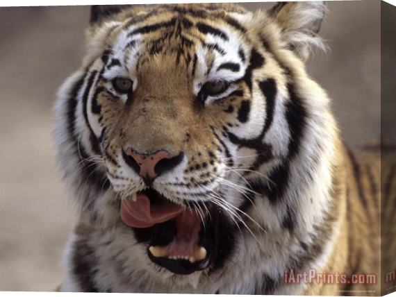 Raymond Gehman Tiger Qinhuangdao Zoo Hebei Province China Stretched Canvas Print / Canvas Art