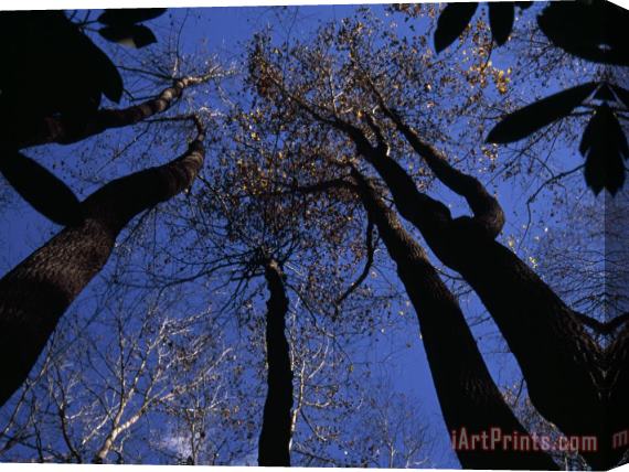 Raymond Gehman Towering Tulip Poplar Trees Seen From Directly Below Stretched Canvas Painting / Canvas Art