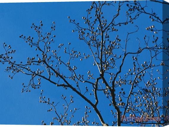 Raymond Gehman Tree Branches in Sunlight Viewed Against a Cloudless Blue Sky Stretched Canvas Print / Canvas Art