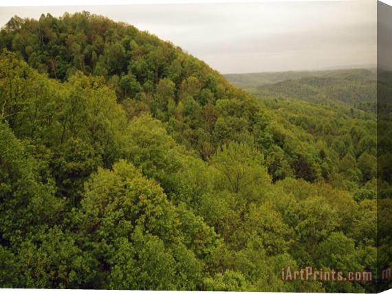 Raymond Gehman Tree Covered Hills with Fresh Foliage in The Spring Stretched Canvas Print / Canvas Art