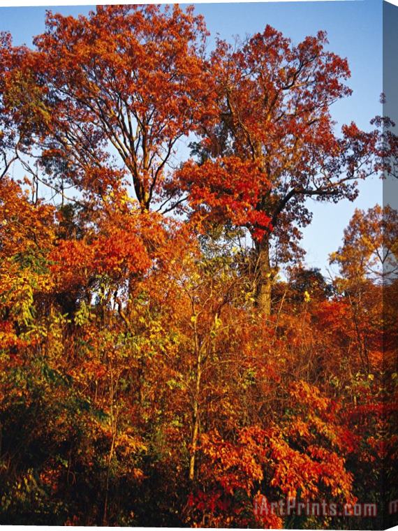 Raymond Gehman Tree in Golden Fall Color Along The Appalachian Trail Stretched Canvas Print / Canvas Art