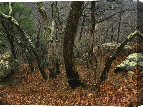 Raymond Gehman Trees And Rock with Lichen at 3400 Feet Along The Appalachian Trail at Pinnacles Stretched Canvas Print / Canvas Art
