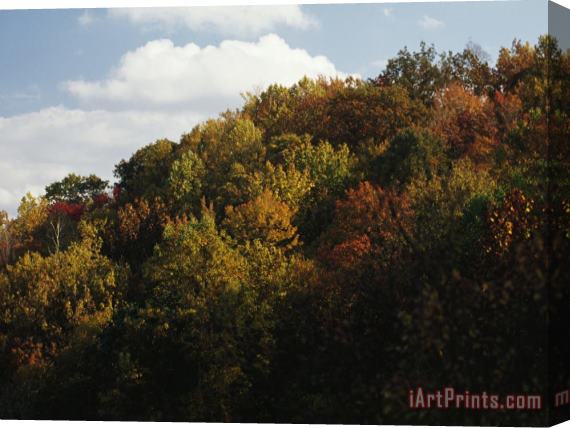 Raymond Gehman Trees in Autumn Foliage on a Hillside Stretched Canvas Print / Canvas Art