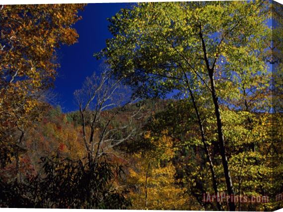 Raymond Gehman Trees in Autumn Hues on The Mountains Near Whitewater Falls Stretched Canvas Print / Canvas Art