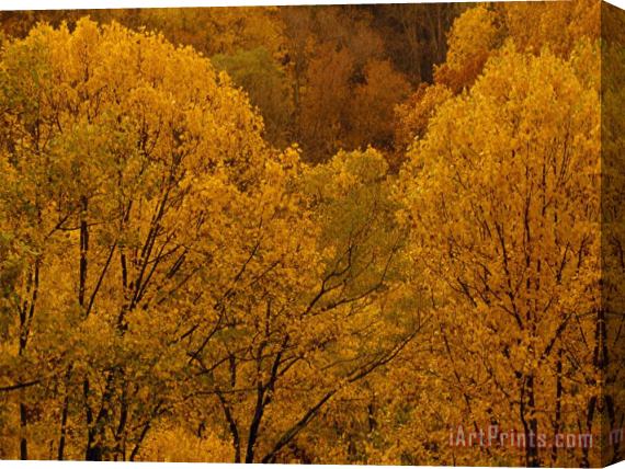 Raymond Gehman Trees in Autumn Hues Stretched Canvas Print / Canvas Art