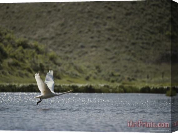 Raymond Gehman Trumpeter Swan Red Rocks National Wildlife Refuge Montana Stretched Canvas Painting / Canvas Art
