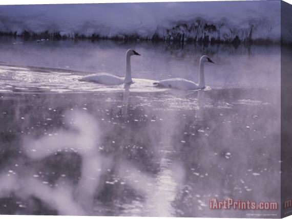 Raymond Gehman Trumpeter Swans Swim Through Early Morning Mist on The Madison River Stretched Canvas Painting / Canvas Art