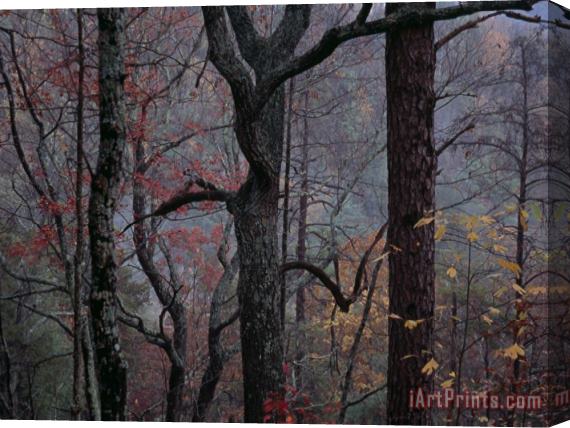Raymond Gehman Twilight Falls on Oaks on Paint Mountain Road Stretched Canvas Painting / Canvas Art