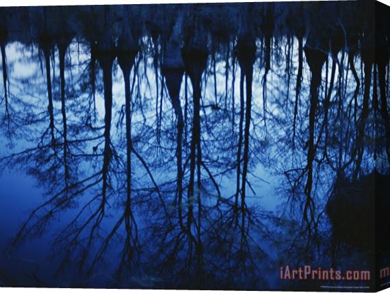 Raymond Gehman Twilight View of Bald Cypress Trees Reflected on Water Stretched Canvas Print / Canvas Art