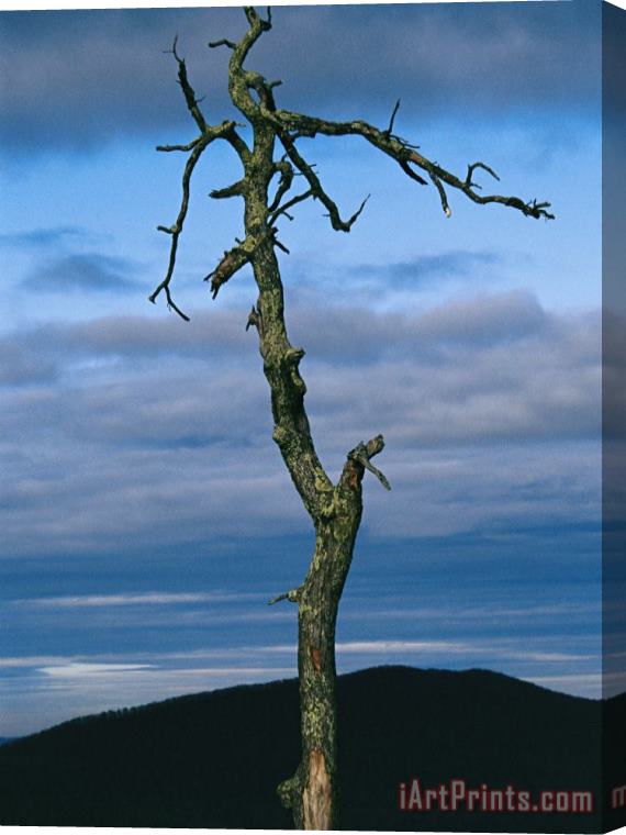 Raymond Gehman Twilight View of Old Rag Mountain with Dead Tree Snag Stretched Canvas Print / Canvas Art