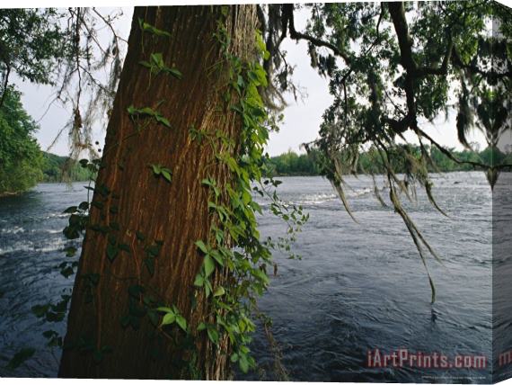 Raymond Gehman View Across The Savannah River Past a Cypress Tree Laced with Moss Stretched Canvas Painting / Canvas Art