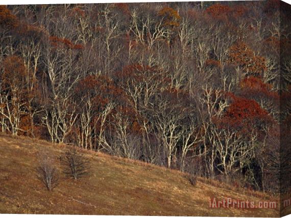 Raymond Gehman View of Max Patch in Autumn From The Appalachian Trail Stretched Canvas Painting / Canvas Art
