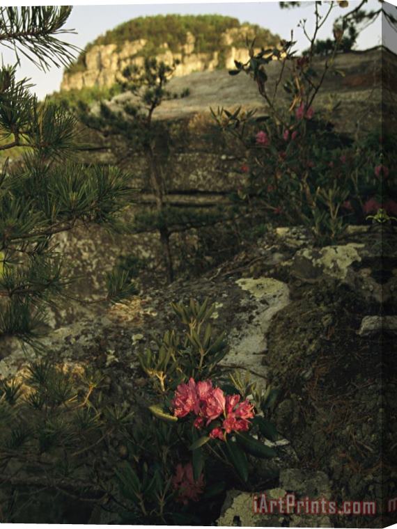 Raymond Gehman View of The Pinnacle of Pilot Mountain with Blooming Rhododendron Stretched Canvas Print / Canvas Art