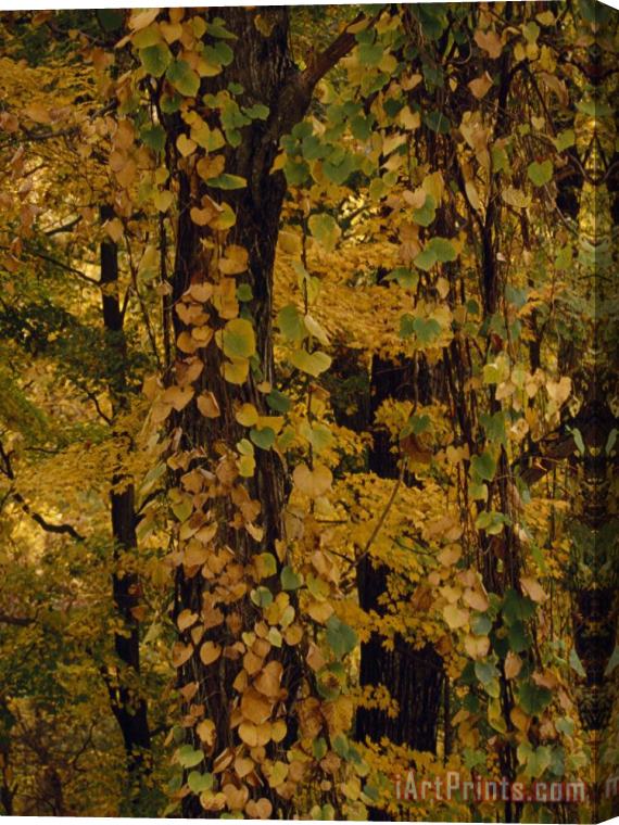 Raymond Gehman Vines Clinging to Trees in a Mixed Hardwood Forest in Autumn Hues Stretched Canvas Painting / Canvas Art