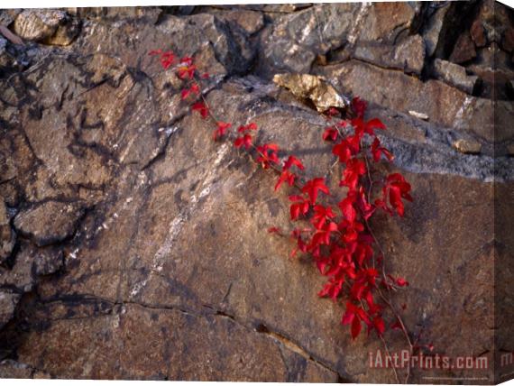 Raymond Gehman Virginia Creeper in Bright Fall Red Colors Growing on a Boulder Stretched Canvas Print / Canvas Art