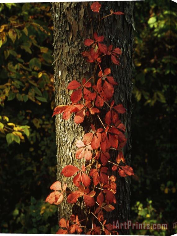 Raymond Gehman Virginia Creeper Vine in Autumn Colors Climbing a Tree Trunk Stretched Canvas Painting / Canvas Art